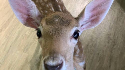 Wonderland of Deer