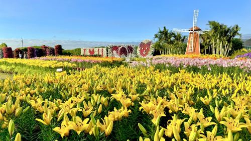 Taichung Zhongshe Flower Market + Miyahara Ophthalmology + Gaomei Wetlands one-day tour
