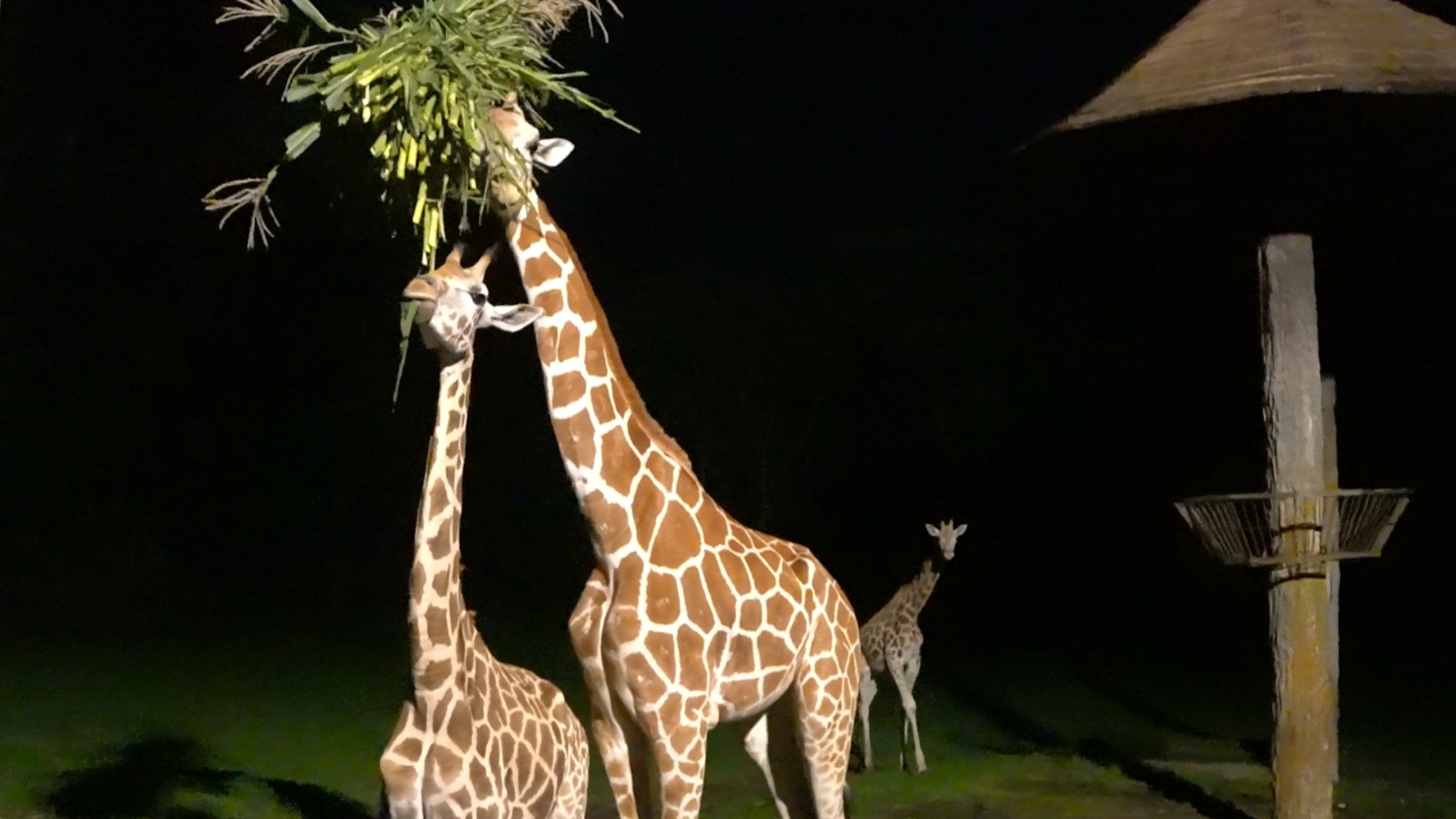 SPECIAL NIGHT SAFARI - THE GRAND TAMAN SAFARI PRIGEN