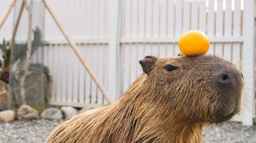 Paradise of capybara