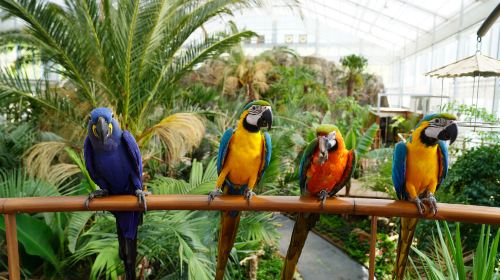 Gyeonggi-do, South Korea|Gapyeong Begonia Bird Garden X Nami Island Day Tours