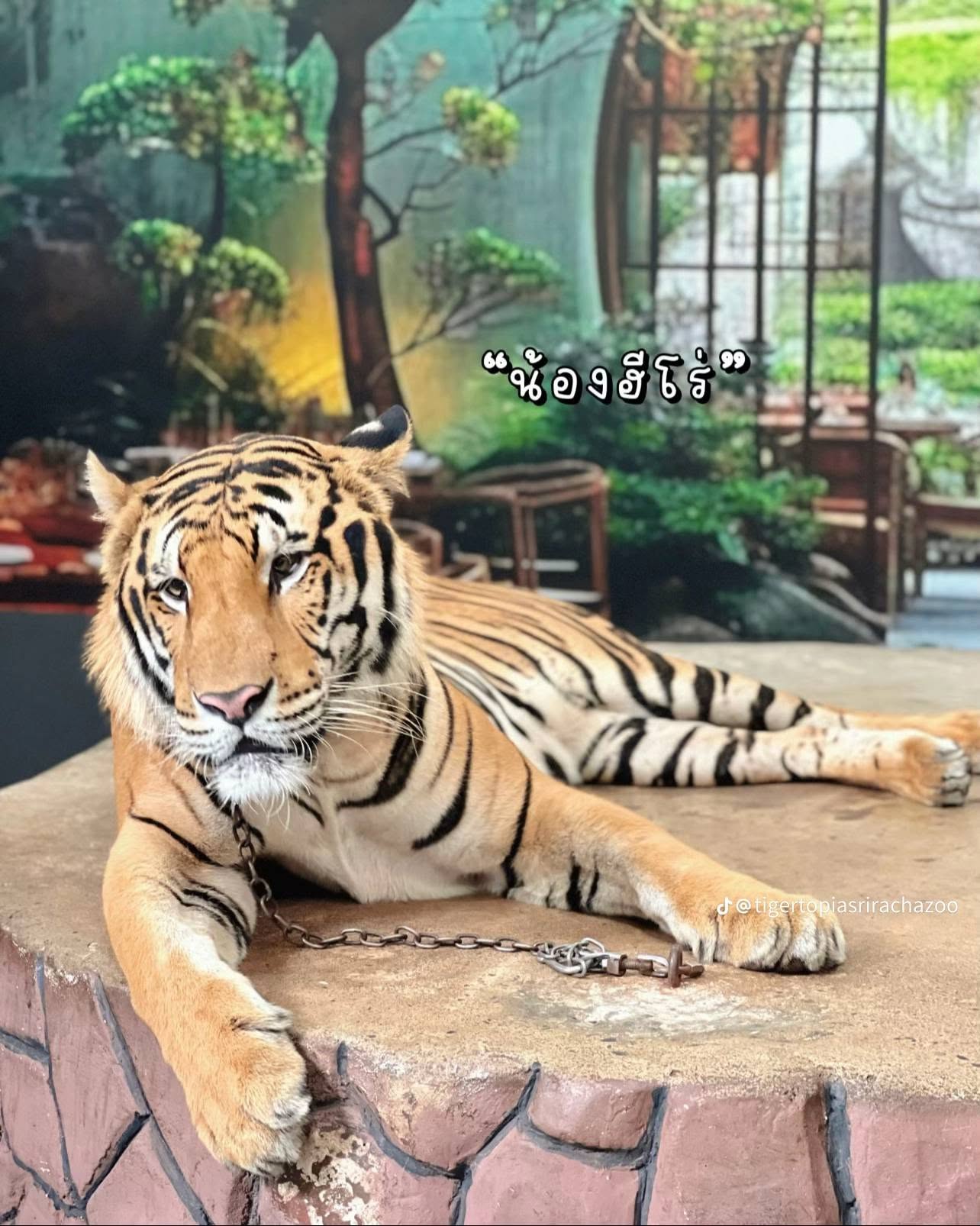 Tiger Topia Zoo Sri Racha