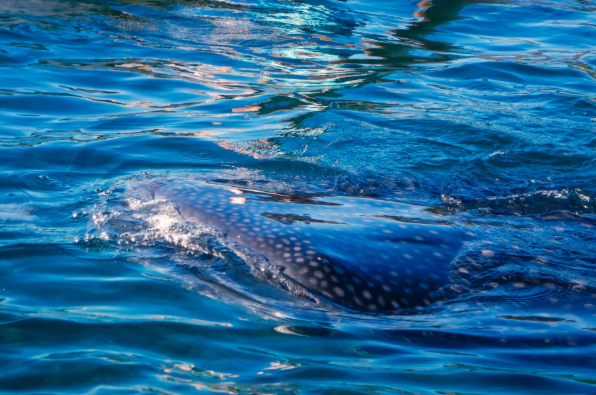Oslob Whale Shark Watching
