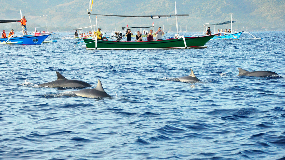 Saraswati Lovina Dolphin Tour – Sunrise & Wildlife Adventure