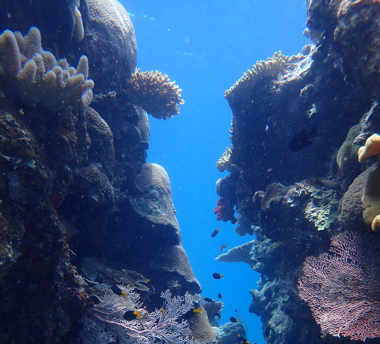 Port Douglas: Outer Great Barrier Reef Snorkeling Cruise