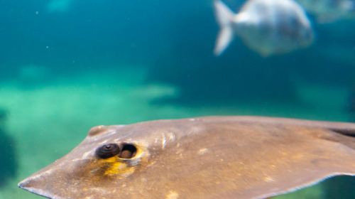 Grove Aquarium: Entry Ticket Child