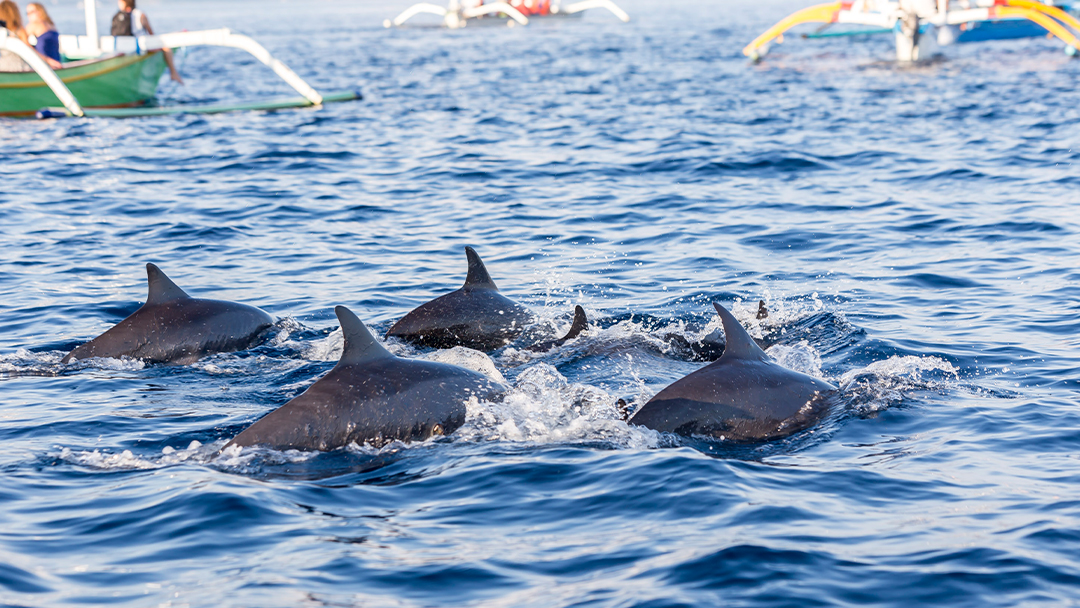 Saraswati Lovina Dolphin Tour – Sunrise & Wildlife Adventure