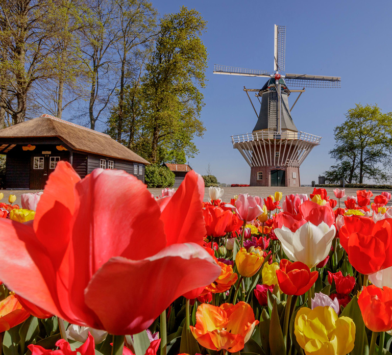 Amsterdam Schiphol Airport Shuttle Bus to Keukenhof & Entry