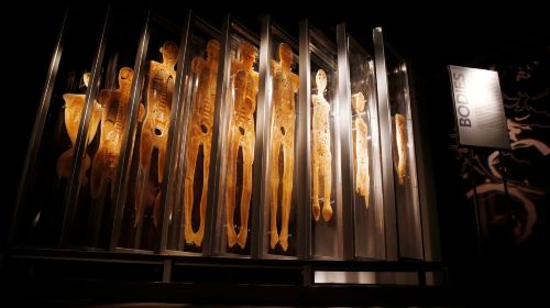 Bodies The Exhibition