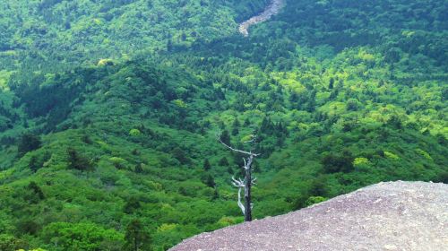 1-day tour to Yakushima's Shiratani Unsuikyo ravine – Step into the magical moss kingdom of Princess Mononoke