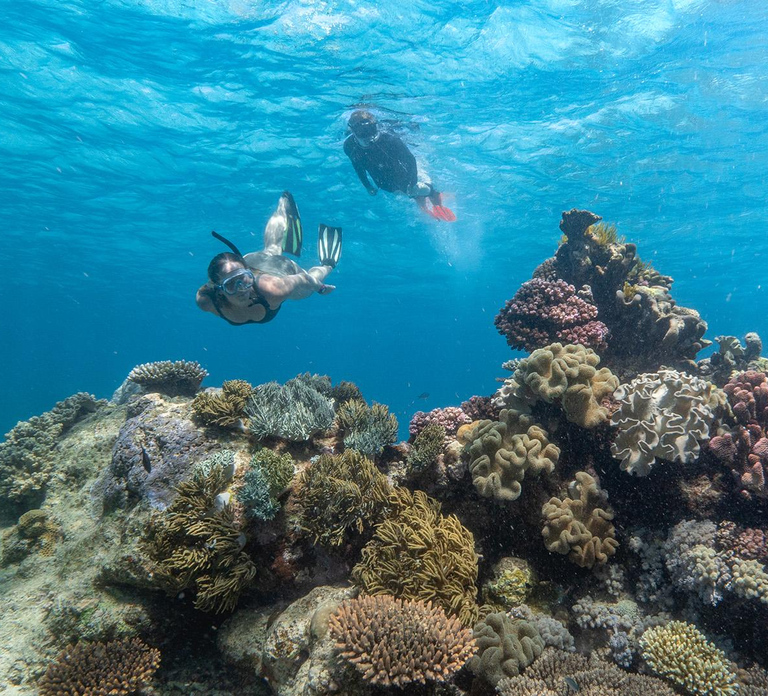 Cairns: Premium Snorkelling and Diving GBR Day Trip