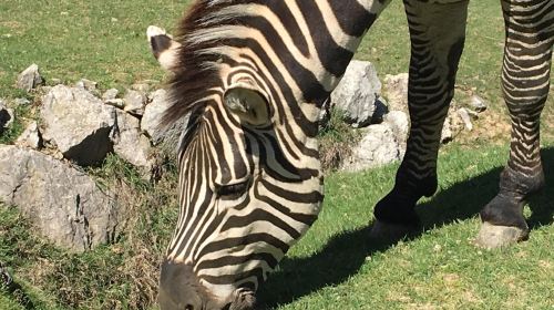 Pombia Safari Park