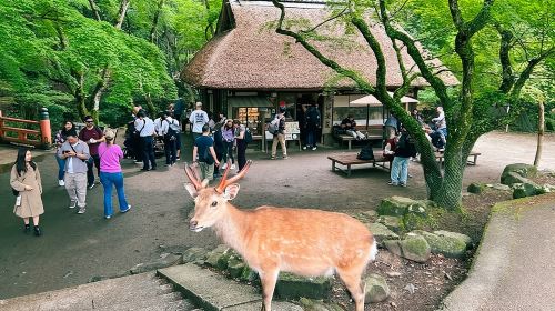 Nara Half Day Trip Walking Tour (Private Option Available) Day Tours