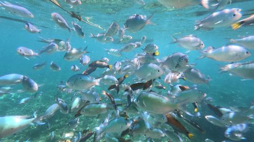 Boracay Island Hopping – Crystal Cove Island & Magic Island Day Tour – Includes BBQ Lunch & Snorkeling