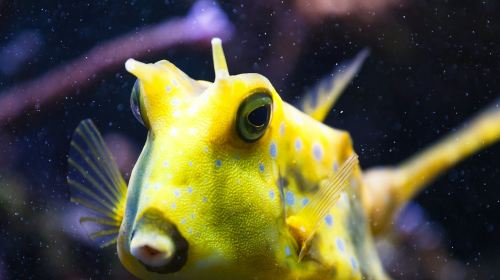 Oniria Aquarium: Entry Ticket Adult