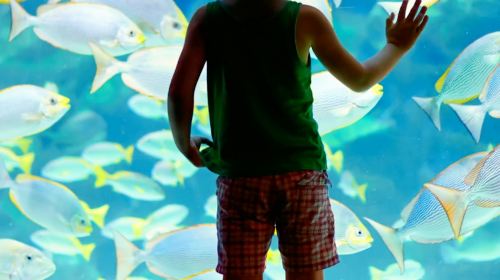 Lanzarote Aquarium: Skip The Line Ticket Senior