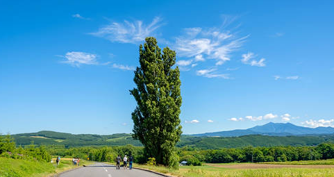 Hokkaido classic 1-day tour: Asahiyama zoo + Shirahige waterfall + Shirogane blue pond (Aoiike) + Forest elf terrace