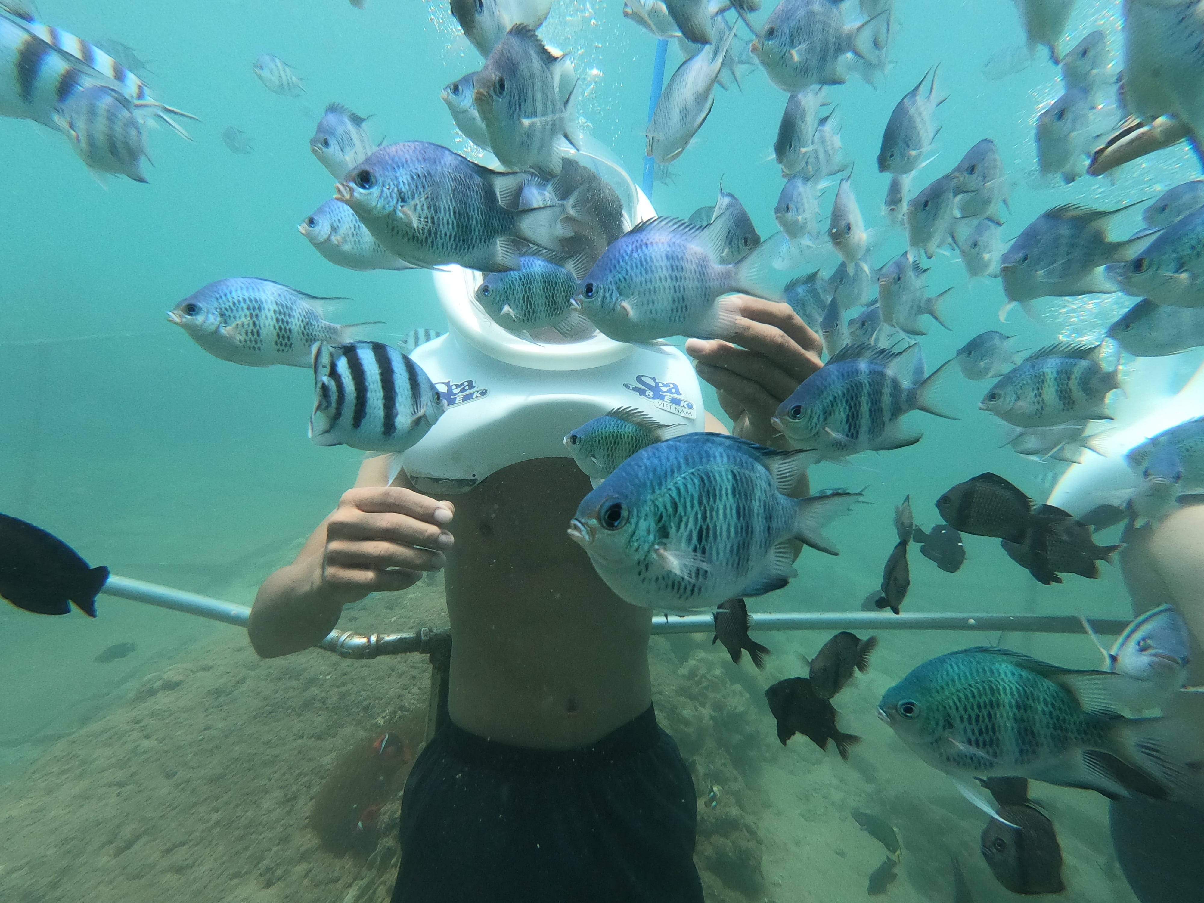 Snorkeling at Cham Islands by Speedboat