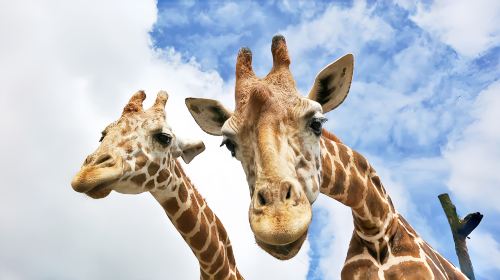 1-Day Tour of Kyushu's Fairy Tale Nature in Japan · Zoo · Yufuin Fairy Tale Street · Mountain Views