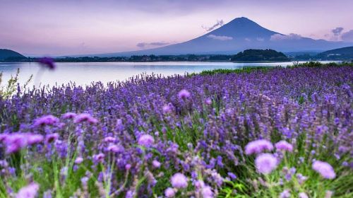 Iconic Fuji Adventure: Kawaguchiko, Stairway Town & Instagram Hotspots