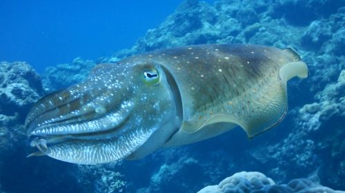 Japan Okinawa Blue Cave snorkeling half-day tour