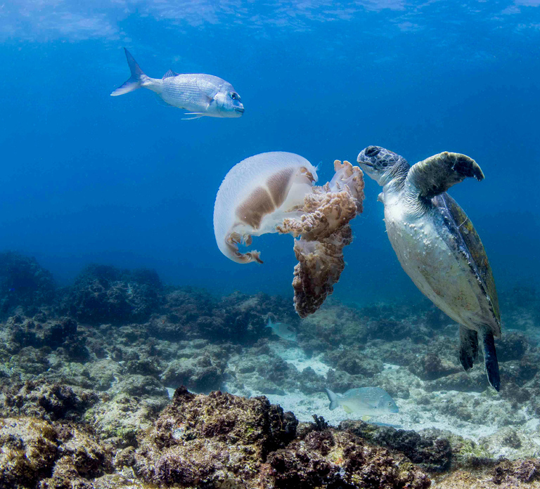 Gold Coast: Snorkel with Turtles
