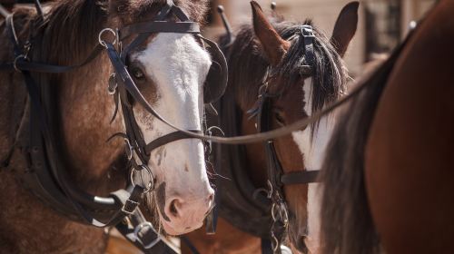 Sovereign Hill