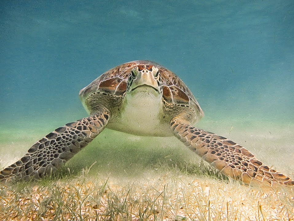 Akumal Turtles Swim Tour