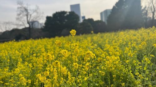 Tokyo: Japanese Garden Walking Tour with Tea and Sweets