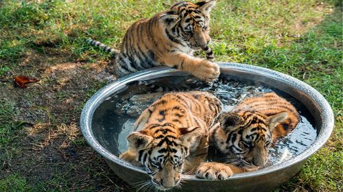 Three Jane Tiger Garden