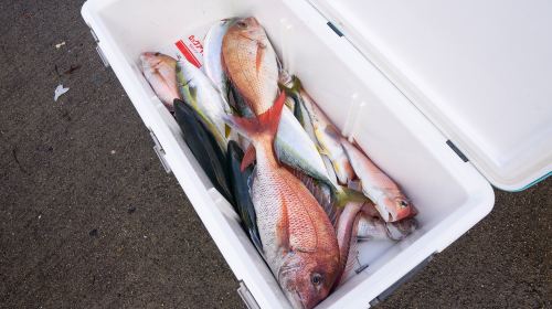 Fresh catch and cook sea fishing experience at Shonai coast in Yamagata Sakata, Japan