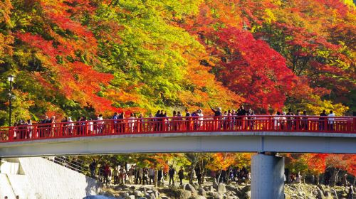 Fall exclusive for 1-person group|Eihouji Temple + Korankei Gorge + Shikizakura 1-day Tour|Nagoya round-trip Day Tours