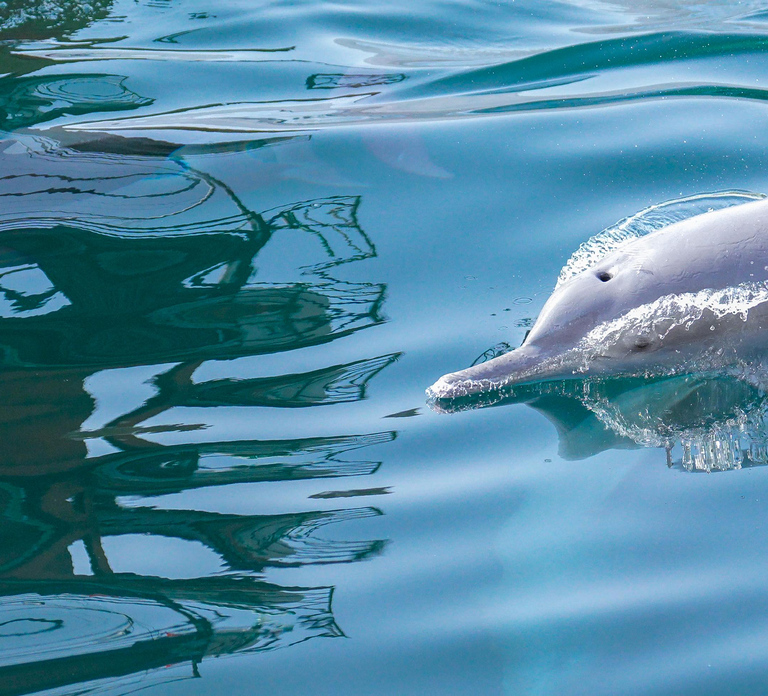 Dubai to Khasab-Oman Dhow Cruise w Snorkel, Lunch & Transfer