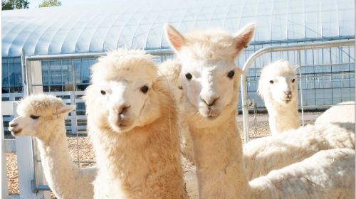Biei, Hokkaido 1-Day Tour: Shirogane Blue Pond, Shikisai-no-Oka & Farm Tomita from Sapporo