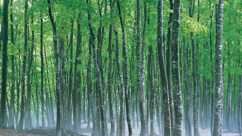 Port Pick-Up: Niigata Private Tour Licensed Guide& Vehicle Day Tours