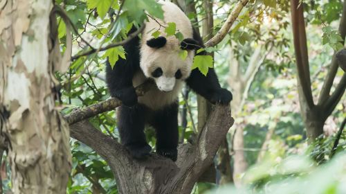 Panda Valley
