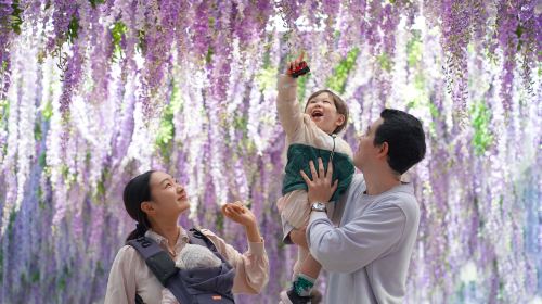 Gyeonggi-do, South Korea|Gapyeong Begonia Bird Garden X Nami Island Day Tours