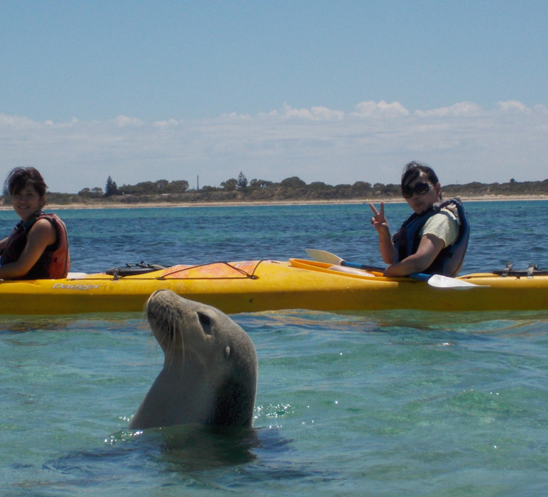From Perth: Rockingham Seal & Penguin Islands Sea Kayak Tour