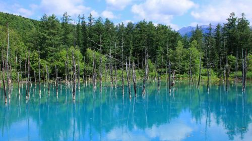 [Departure Guaranteed] Departing from Sapporo 'Biei & Shirogane Blue Pond (Aoiike): Hokkaido's Natural Mystery & 90-minute stay at Farm Tomita in Furano' | Tour by Japanese Travel Agency Day Tours