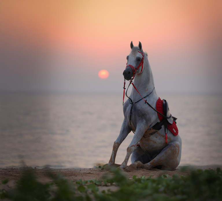 Liwa: Traditional Desert Camel Ride Adventure