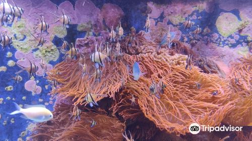 Loebbecke-Museum und Aquazoo