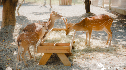 Paradise of deer
