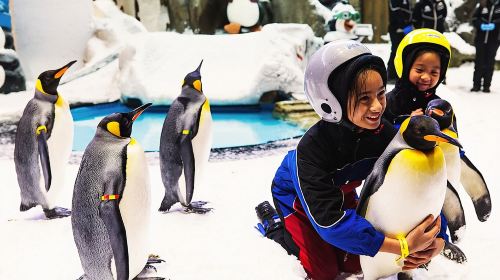 Ski Dubai Snow - Plus tour & Desert Safari with BBQ Dinner Day Tours