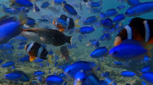 Penghu: 2-Hour Undersea Mailbox Snorkeling & SUP Experience - Love Ocean