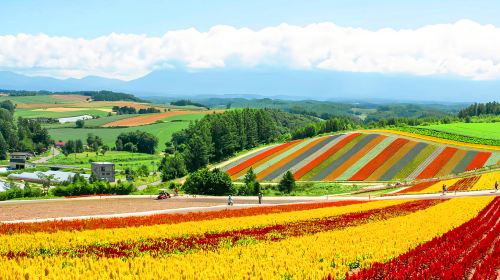 Furano 1-Day Tour: Patchwork Road, Shirogane Blue Pond & Farm Tomita