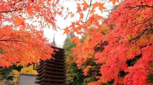 Kintetsu Rail: 1/2/5-Day Pass