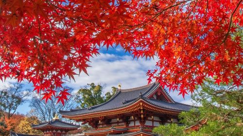1-day tour to Nara Park deer + Fushimi Inari Taisha + Kyoto ancient temples in Kansai, Japan