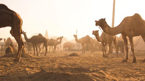 From Fujairah Private Tour: Ras Al Khaimah City Day Tours