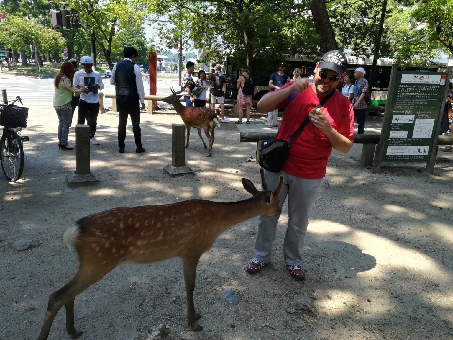 Private Nara Day Trip from Osaka – Local Japanese Guide