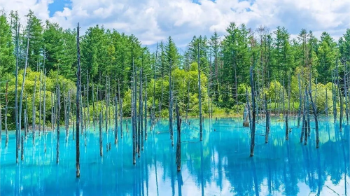 Popular 1-day tour to Biei and Furano in Hokkaido - Farm Tomita + Shirogane Blue Pond (Aoiike) + Shirahige Waterfall